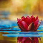 water-lily-3784022__340